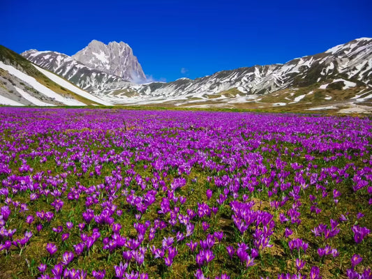Benefits of Kashmiri Saffron for Skin
